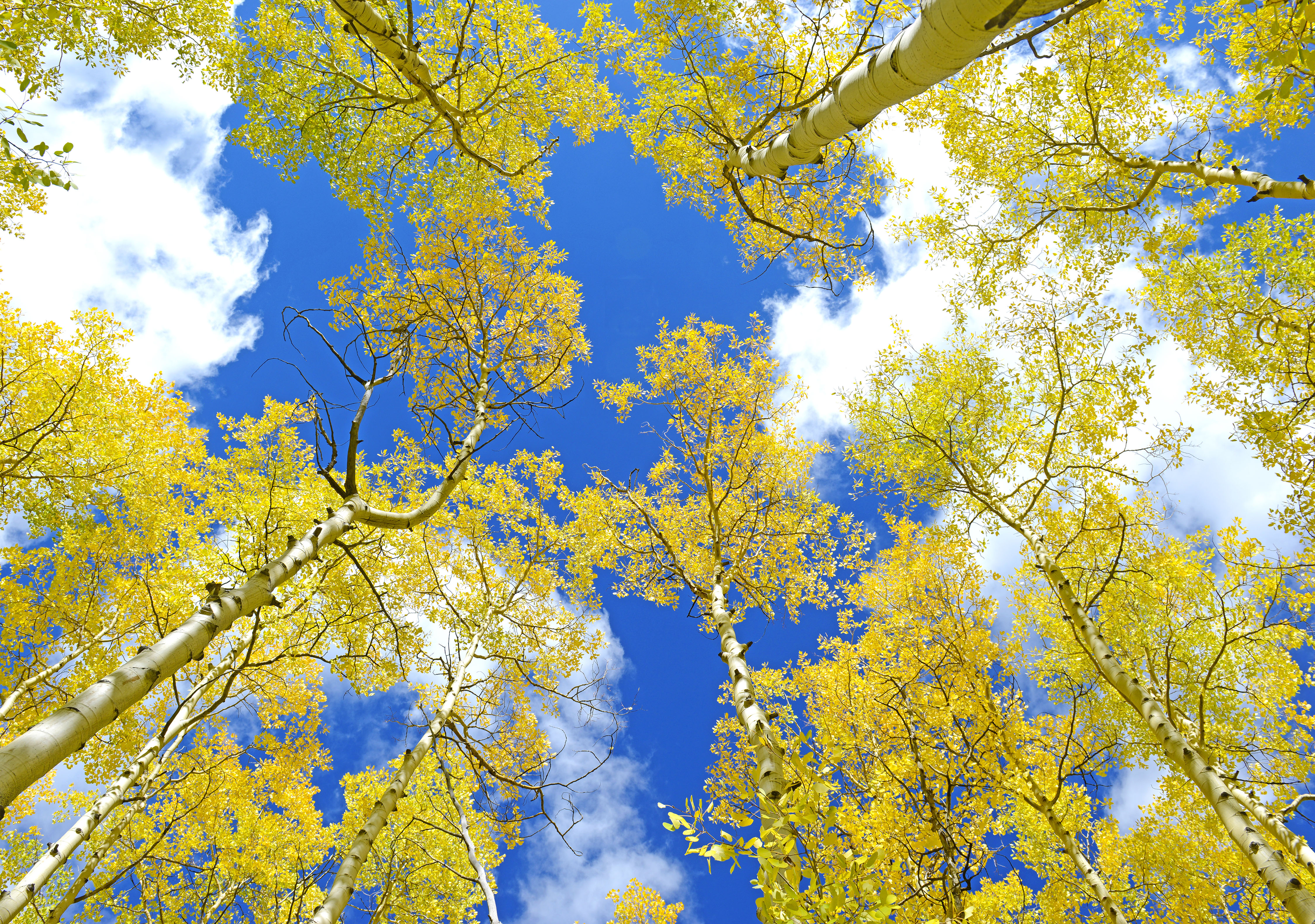 Autumn Foliage: Aspen Trees in Fall Colors - Wyoming Magazine