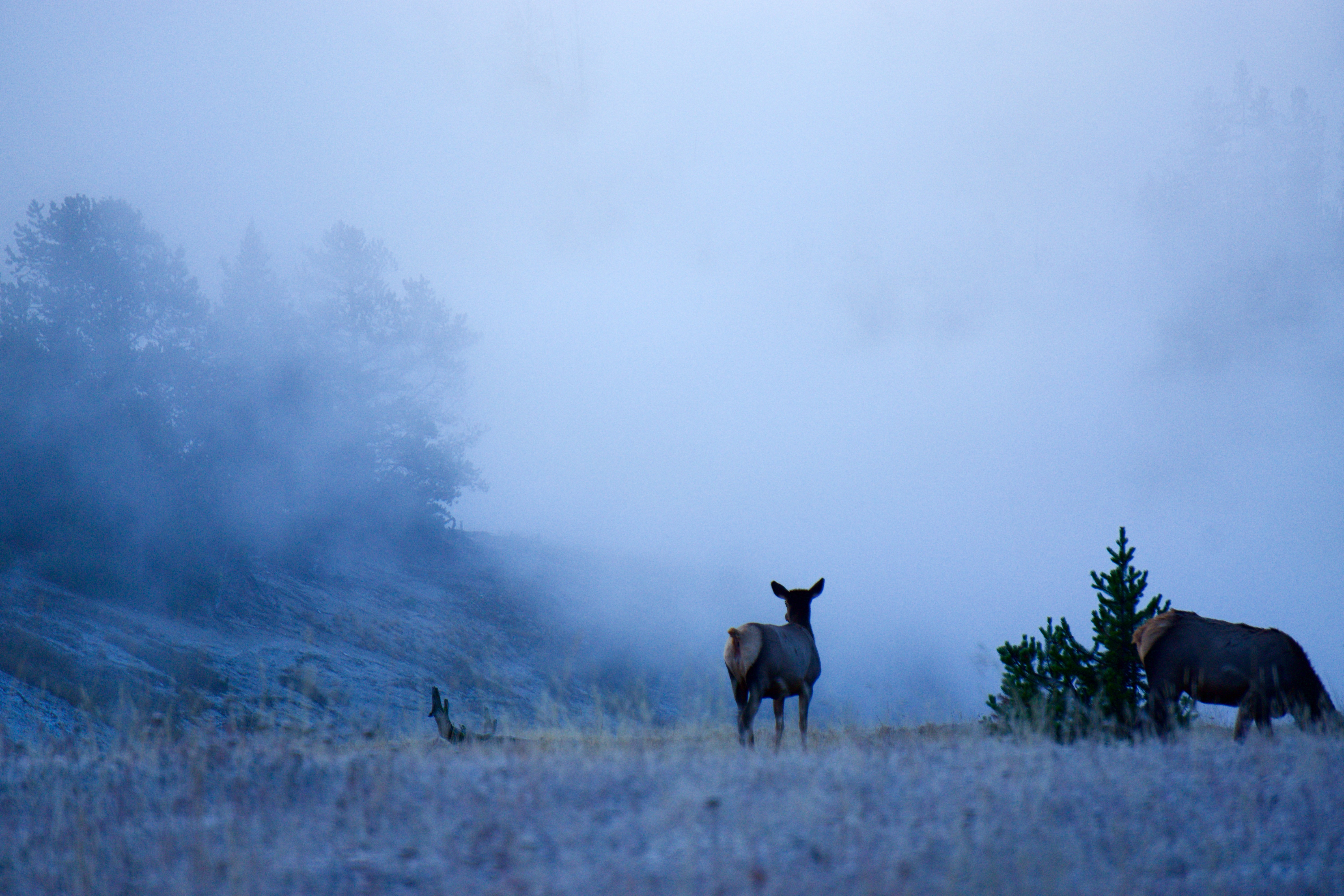 A small herd of elk grazing in the early morning mist, in Yellowstone National Park, October 2017